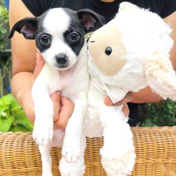 Ace -  Chihuahua and Dachshund Dog for Adoption in Conroe, Texas - Ace | PetCurious