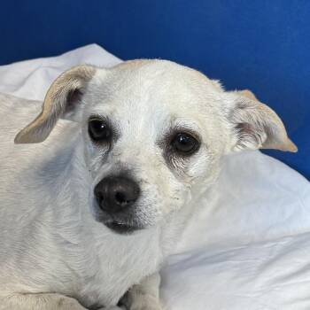 Mixed Breed Dogs Available for Adoption - 103822 | PetCurious