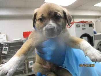 Pit Bull Terrier and Mixed Breed Dogs Available for Adoption in Oklahoma City, Oklahoma - A472238 | PetCurious