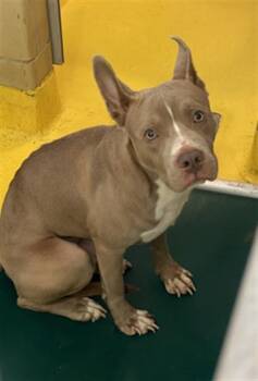 Rescue Pit Bull Terrier Dogs for Adoption in Dallas, Texas - RUDY | PetCurious