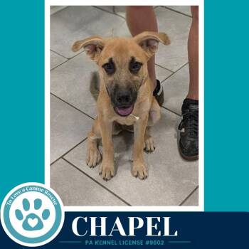 Chapel 100326 -  Shepherd Dog for Adoption in Kimberton, Pennsylvania - Chapel 100326 | PetCurious