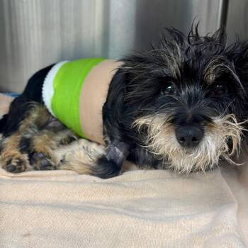 Gertrude McFuzz A5797141 -  Terrier Dog for Adoption in Los Angeles, California - Gertrude McFuzz A5797141 | PetCurious