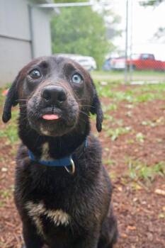 Australian Shepherd Dogs Available for Adoption in Floyd, Virginia - Parker | PetCurious