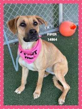 Rescue Shepherd Dogs for Adoption in Marietta, Georgia - PIPER | PetCurious