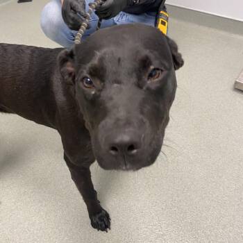 Mixed Breed and Black Labrador Retriever Dogs Available for Adoption in Abilene, Texas - Pocky | PetCurious