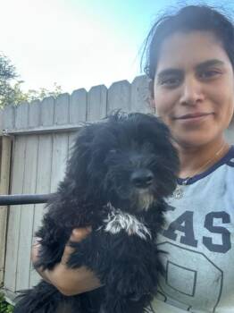 Samuel -  Shih Tzu and Yorkshire Terrier Dog for Adoption in Lafayette, California - Samuel | PetCurious