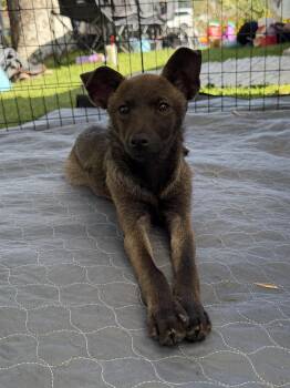 Rosita -  Chihuahua and Italian Greyhound Dog Available for Adoption in San Diego, California - Rosita | PetCurious