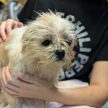 Shih Tzu Dogs Available for Adoption - Chloe | PetCurious