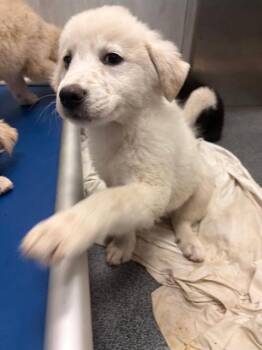 CARINA -  Mixed Breed Dog for Adoption in Dallas, Texas - CARINA | PetCurious