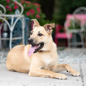 Maverick -  Shepherd Dog for Adoption in Wake Forest, North Carolina - Maverick | PetCurious