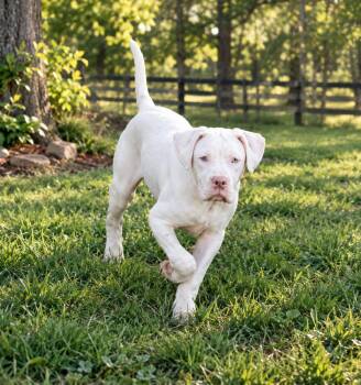 Cagney -  American Bulldog Dog for Adoption in Brownstown, Indiana - Cagney | PetCurious