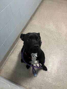 Pit Bull Terrier Dogs Available for Adoption - Pollo | PetCurious