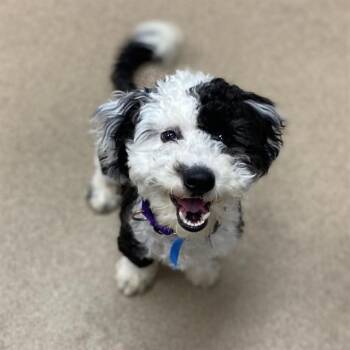 SPLASH -  Poodle and Mixed Breed Dog for Adoption in Aurora, Colorado - SPLASH | PetCurious