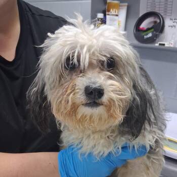 Moonpie -  Shih Tzu Dog for Adoption in Summerville, South Carolina - Moonpie | PetCurious