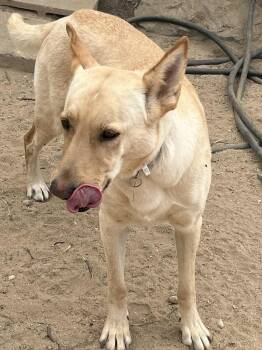 Marley -  White German Shepherd Dog for Adoption in Palm Desert, California - Marley | PetCurious