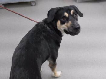 BECKETT -  Anatolian Shepherd Dog for Adoption in Omaha, Nebraska - BECKETT | PetCurious