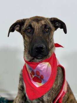 Mountain Cur and Plott Hound Dogs Available for Adoption in Carlsbad, California - Daisy | PetCurious