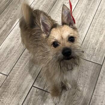 Scruffy -  Terrier Dog for Adoption in Oak Park, Illinois - Scruffy | PetCurious