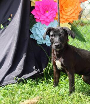 Rescue Black Labrador Retriever Dogs for Adoption in Jacksonville, Texas - Starla | PetCurious