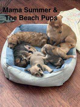 Chihuahua Dogs Available for Adoption - Beach Pups Girls | PetCurious