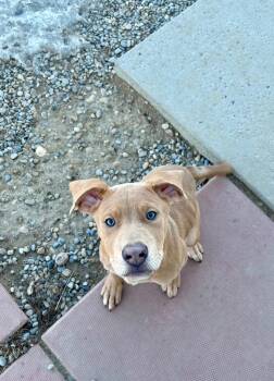 Labrador Retriever Dogs Available for Adoption - Boston | PetCurious