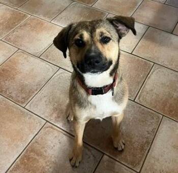 Graham -  Shepherd Dog for Adoption in Irmo, South Carolina - Graham | PetCurious