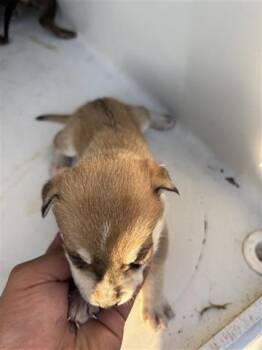 Siberian Husky and Labrador Retriever Dogs Available for Adoption - A650627 | PetCurious