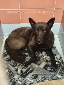 German Shepherd Dog and Mixed Breed Dogs Available for Adoption in Houston, Texas - BRUNO | PetCurious