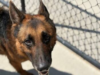 VADER -  German Shepherd Dog and Mixed Breed Dog for Adoption in Tulsa, Oklahoma - VADER | PetCurious