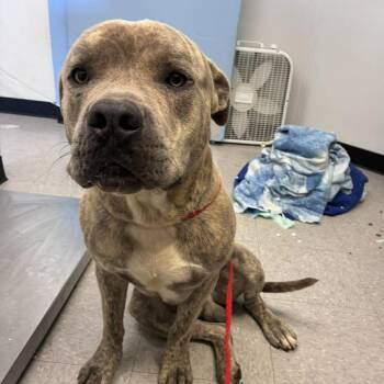Cane Corso Dogs Available for Adoption in Bastrop, Texas - Tiger 26-05-068 | PetCurious