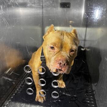 Bobby Baccala -  Mixed Breed Dog for Adoption in Philadelphia, Pennsylvania - Bobby Baccala | PetCurious