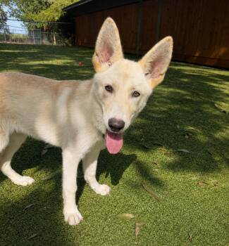 M J -  German Shepherd Dog Dog for Adoption in Hilton Head Island, South Carolina - M J | PetCurious