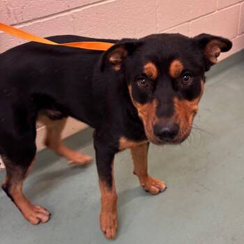 Tinky tink -  Mixed Breed Dog for Adoption in Memphis, Tennessee - Tinky Tink | PetCurious