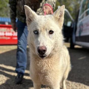 Husky Dogs Available for Adoption - Mineral Water | PetCurious