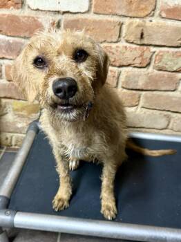 Agave -  Terrier Dog for Adoption in Tucson, Arizona - Agave | PetCurious