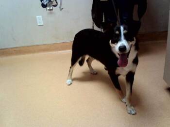 TARA -  Collie and Mixed Breed Dog for Adoption in Martinez, California - TARA | PetCurious