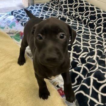 Rescue Black Labrador Retriever and Mixed Breed Dogs for Adoption in Buellton, California - Bowser | PetCurious