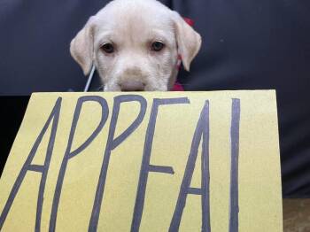 Appeal -  Labrador Retriever Dog for Adoption in Pottstown, Pennsylvania - Appeal | PetCurious