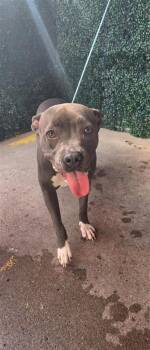 61662482 -  American Staffordshire Terrier and Mixed Breed Dog for Adoption in El Paso, Texas - 61662482 | PetCurious