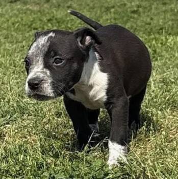 Mixed Breed Dogs Available for Adoption in Tunica, Mississippi - Andy | PetCurious