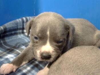 Mixed Breed Dogs Available for Adoption in Dallas, Texas - DOVE | PetCurious