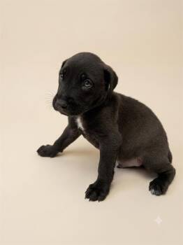 HAVOC -  Mixed Breed Dog for Adoption in Jacksonville, Florida - HAVOC | PetCurious