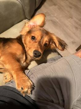 Rescue Dachshund Dogs for Adoption in Georgetown, California - Lilo | PetCurious