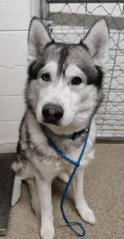 Husky Dogs Available for Adoption in Fruit Heights, Utah - Dyson | PetCurious