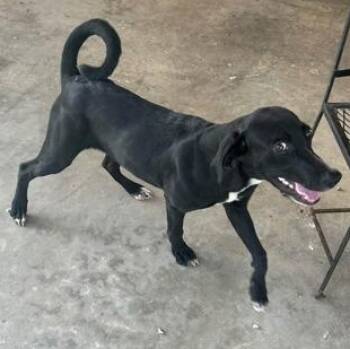 WENDY -  Mixed Breed Dog for Adoption in Fernandina Beach, Florida - WENDY | PetCurious