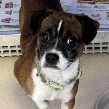 Mr. Pickles -  Chihuahua and Mixed Breed Dog for Adoption in Greensboro, Georgia - Mr. Pickles | PetCurious