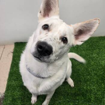 Daisy Mae -  German Shepherd Dog and Cattle Dog Dog for Adoption in Columbia, Missouri - Daisy Mae | PetCurious