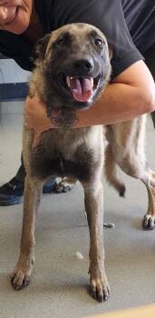 Rescue Belgian Shepherd Malinois Dogs for Adoption in Tulare, California - Ryder | PetCurious