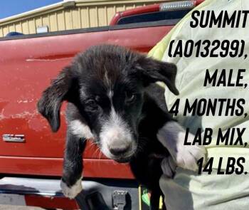 Summit -  Border Collie and Labrador Retriever Dog for Adoption in Estes Park, Colorado - Summit | PetCurious
