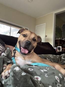 Yogi -  Pit Bull Terrier Dog for Adoption in Hilton, New York - Yogi | PetCurious